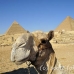 camel_giza_cai_h_0021_egy1078.jpg